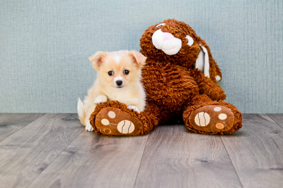 Cute Chihuahua Baby