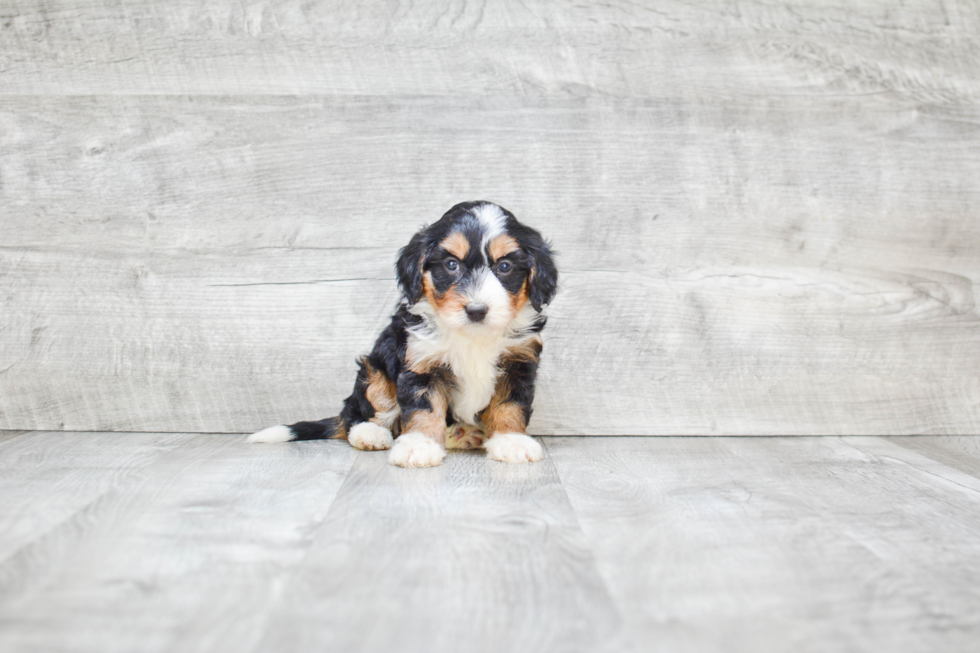 Smart Mini Bernedoodle Poodle Mix Pup