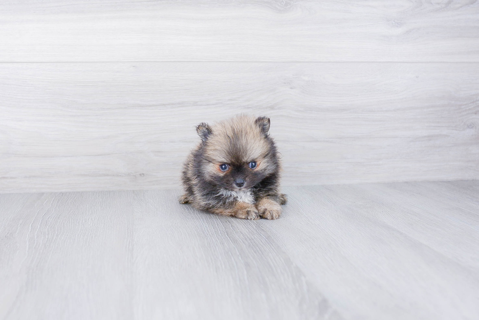 Pomeranian Puppy for Adoption