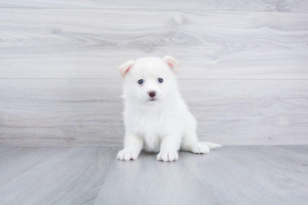 Petite Pomsky Designer Pup