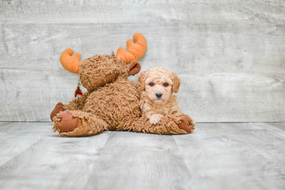 Friendly Maltipoo Baby