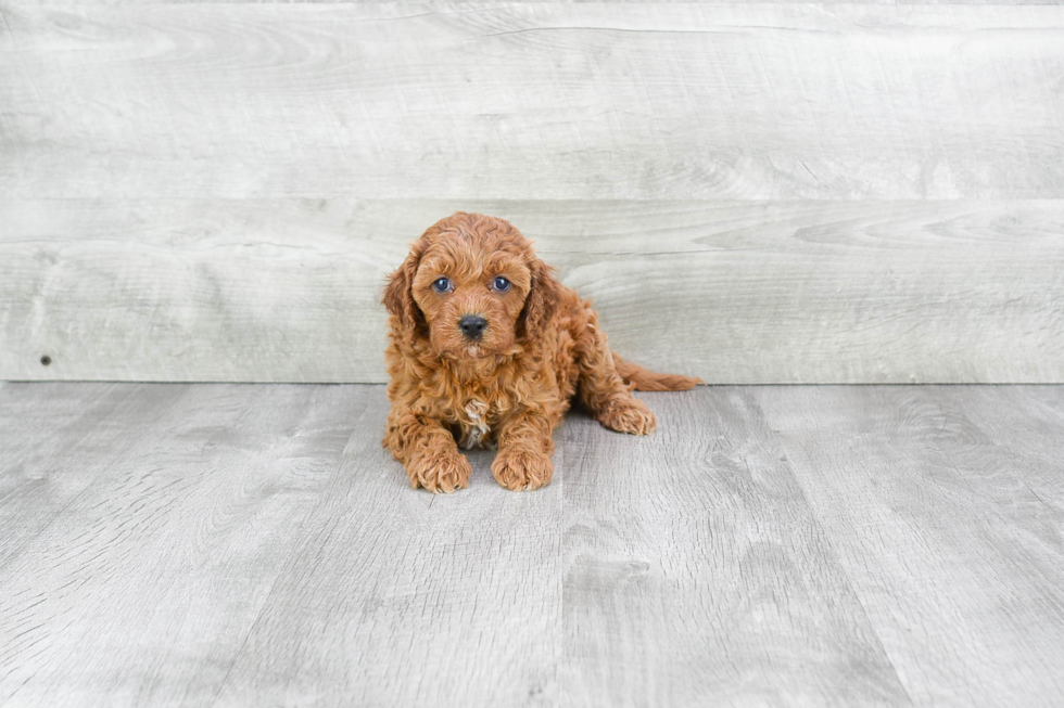 Cavapoo Pup Being Cute