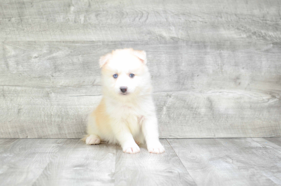 Hypoallergenic Mini Husky Designer Puppy