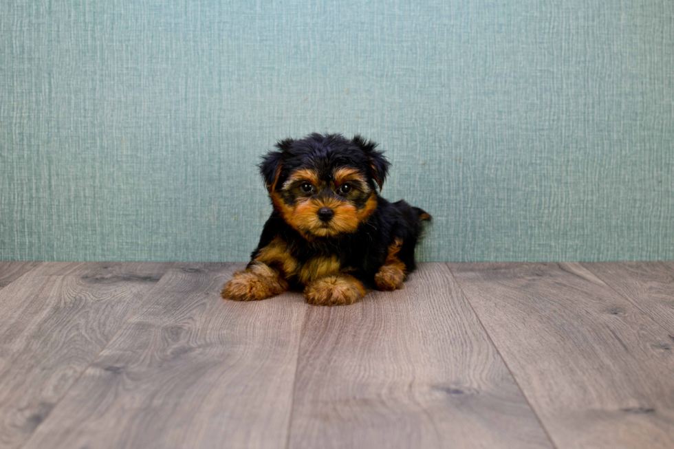 Meet Bella - our Yorkshire Terrier Puppy Photo 