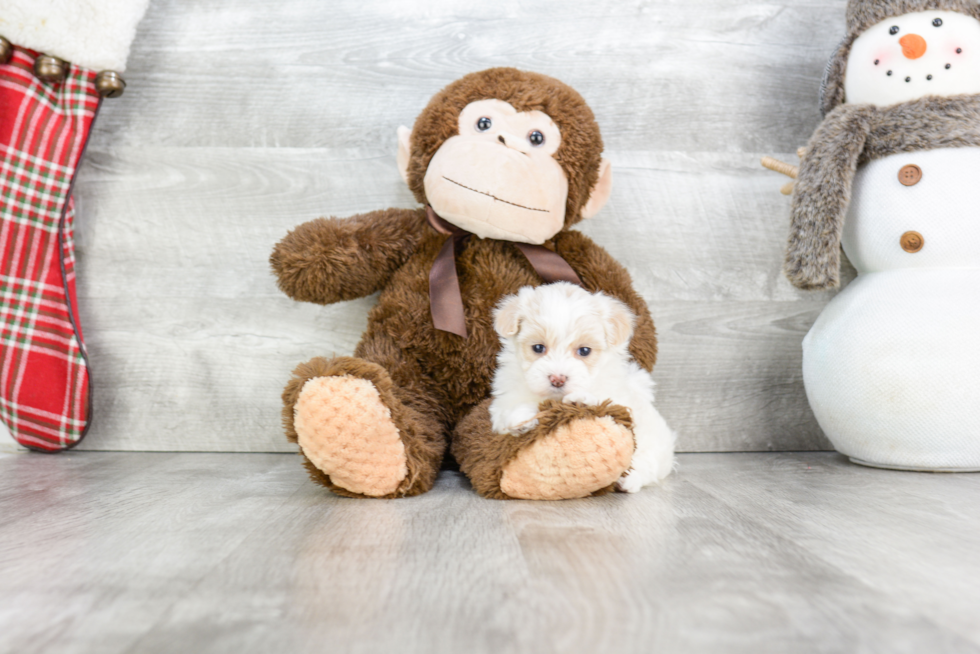 Playful Maltepoo Poodle Mix Puppy