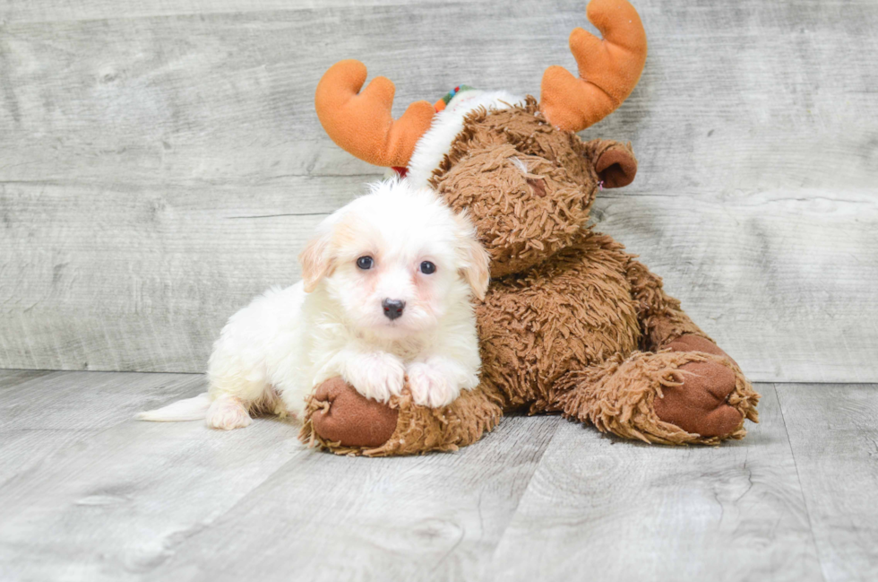 Happy Cavachon Baby