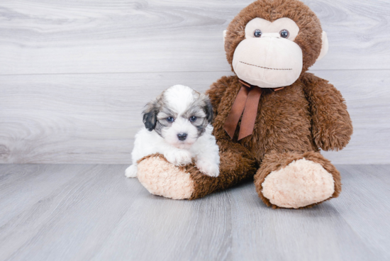 Funny Teddy Bear Designer Pup