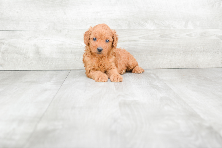 Mini Goldendoodle Pup Being Cute