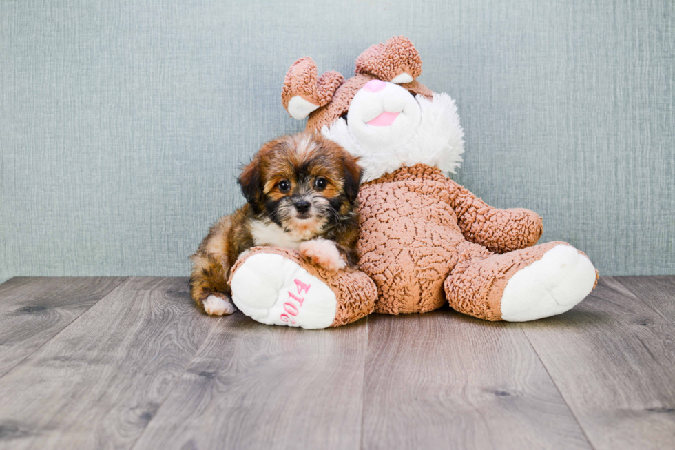 Cute Terrier Mix Mix Pup