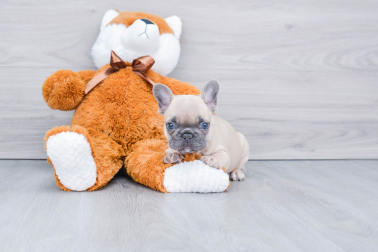 French Bulldog Puppy for Adoption