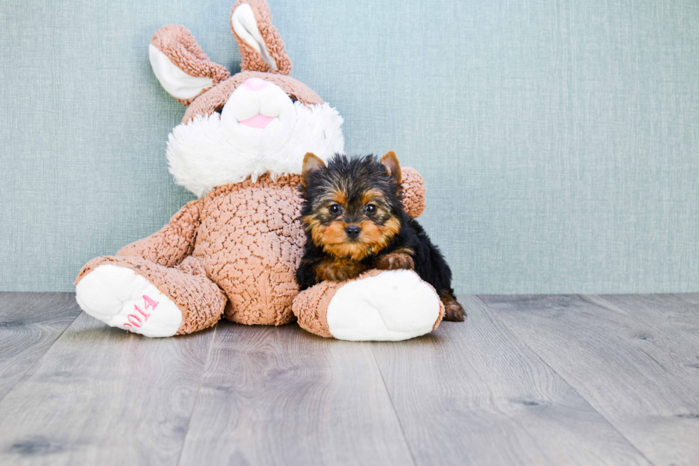 Meet Tinkerbell - our Yorkshire Terrier Puppy Photo 