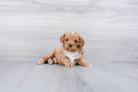 Little Cavoodle Poodle Mix Puppy