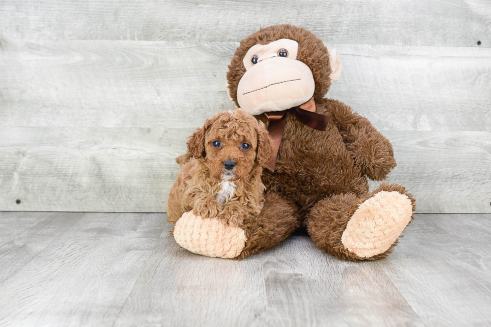 Hypoallergenic Cavoodle Poodle Mix Puppy