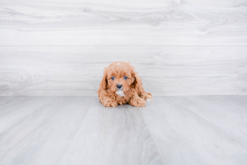 Energetic Cavoodle Poodle Mix Puppy