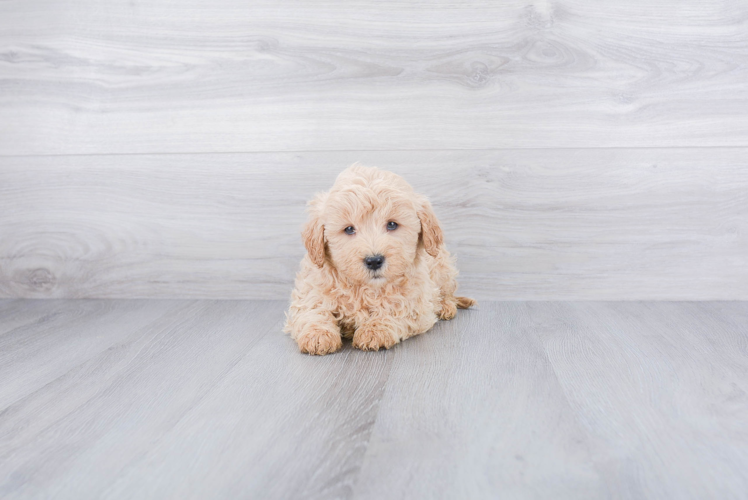 Best Mini Goldendoodle Baby