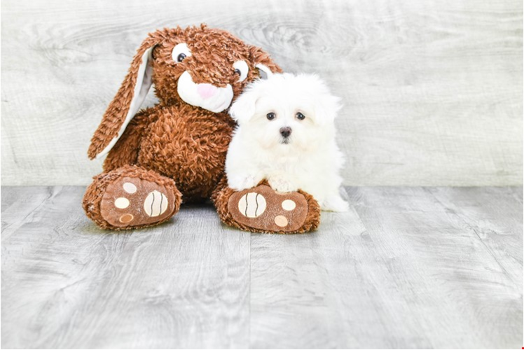 Maltese Pup Being Cute