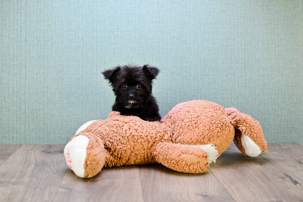 Small Morkie Baby