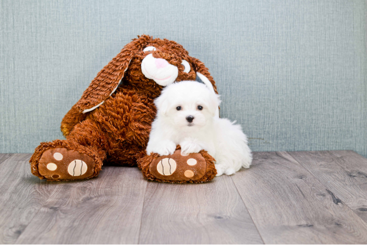 Maltese Pup Being Cute