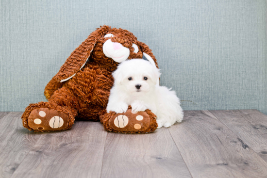 Maltese Pup Being Cute