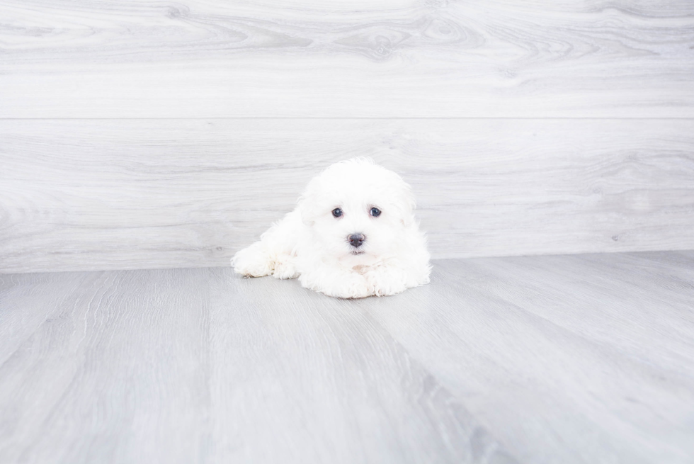 Best Havanese Baby