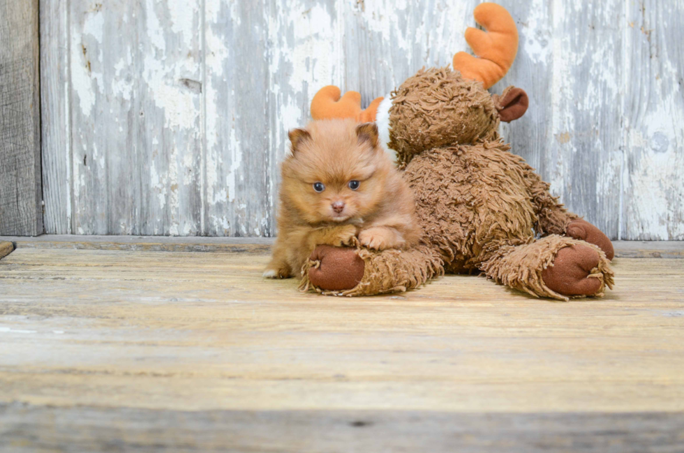 Sweet Pomeranian Purebred Puppy