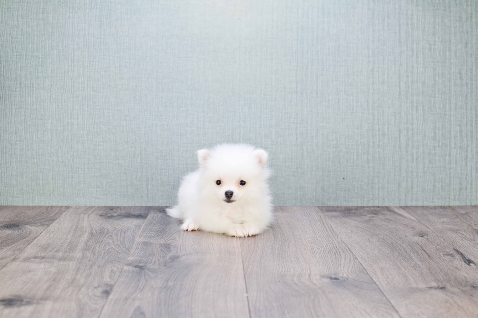 Pomeranian Pup Being Cute