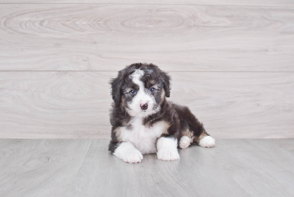 Best Mini Aussiedoodle Baby