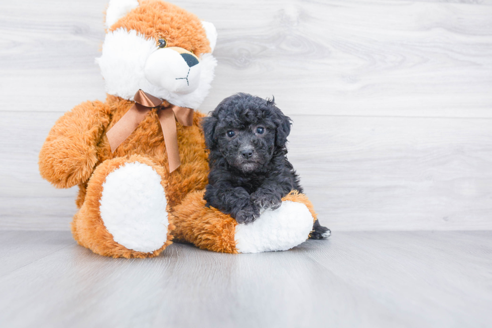 Poodle Puppy for Adoption