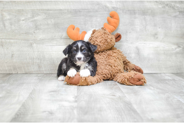 Best Mini Aussiedoodle Baby