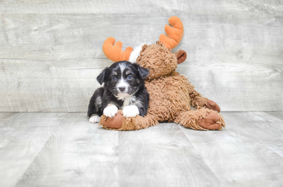 Best Mini Aussiedoodle Baby