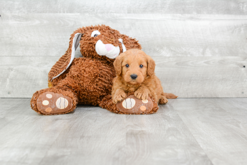 Small Mini Goldendoodle Baby