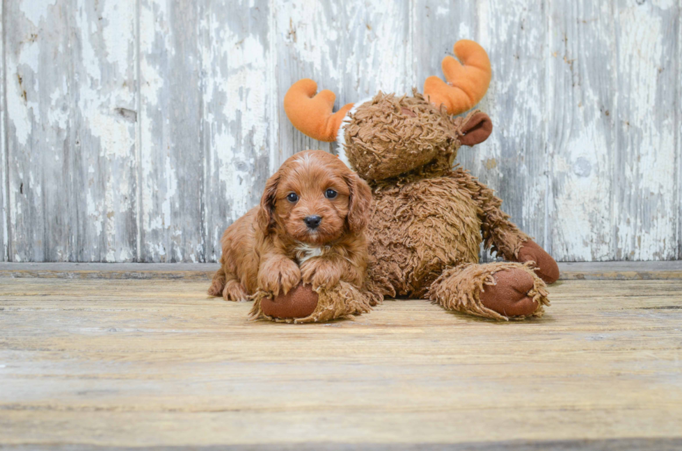 Cavapoo Puppy for Adoption