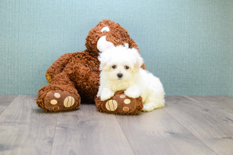 Cute Maltese Purebred Puppy