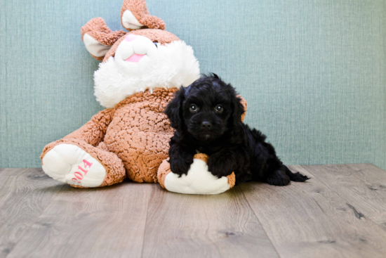 Small Cavapoo Baby