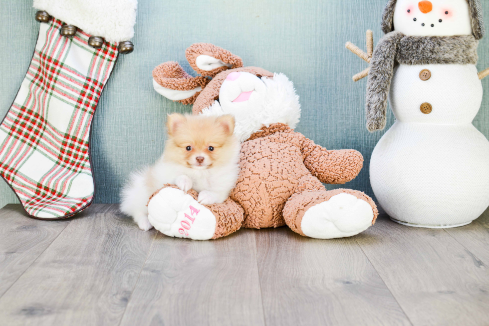 Little Pomeranian Baby