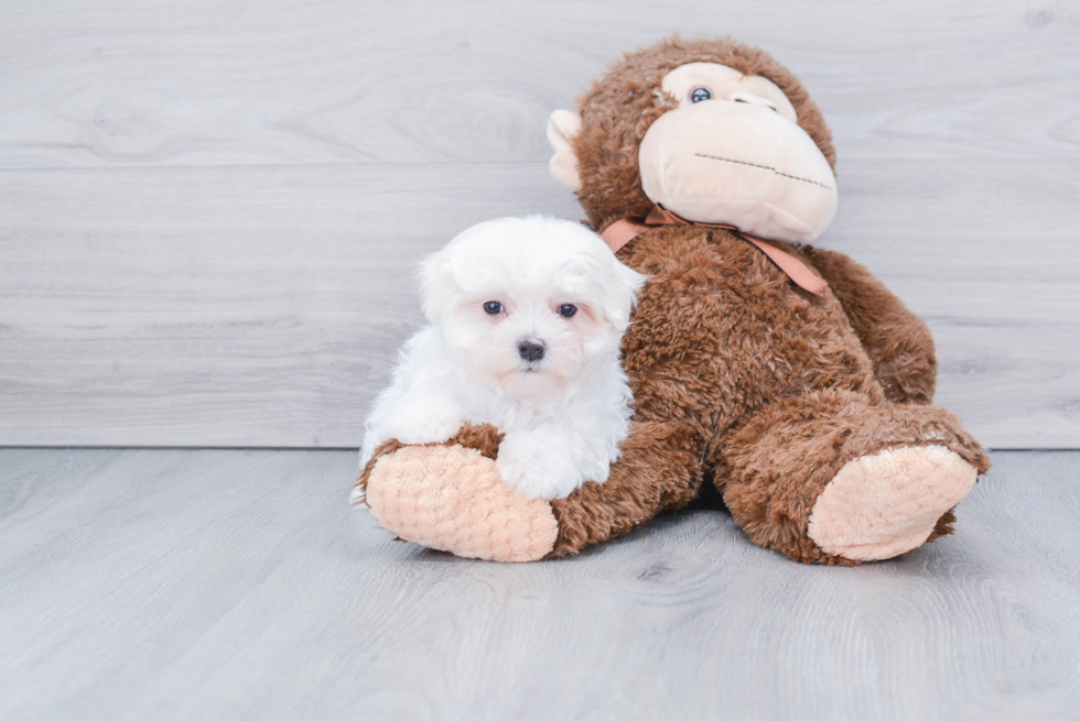 Cute Maltese Purebred Puppy