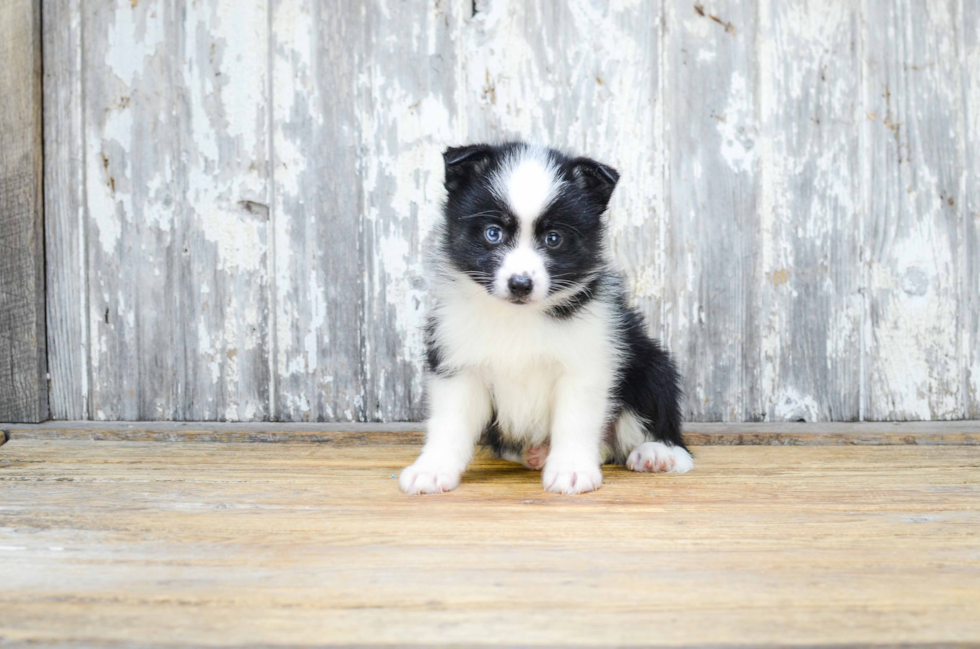 Funny Pomsky Designer Pup