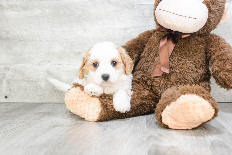 Cavachon Pup Being Cute