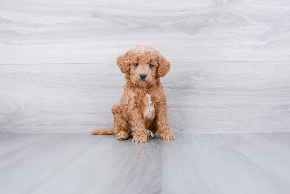 Petite Mini Goldendoodle Poodle Mix Pup