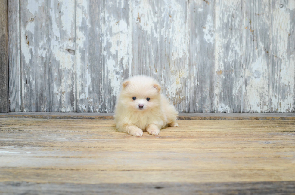 Funny Pomeranian Purebred Pup