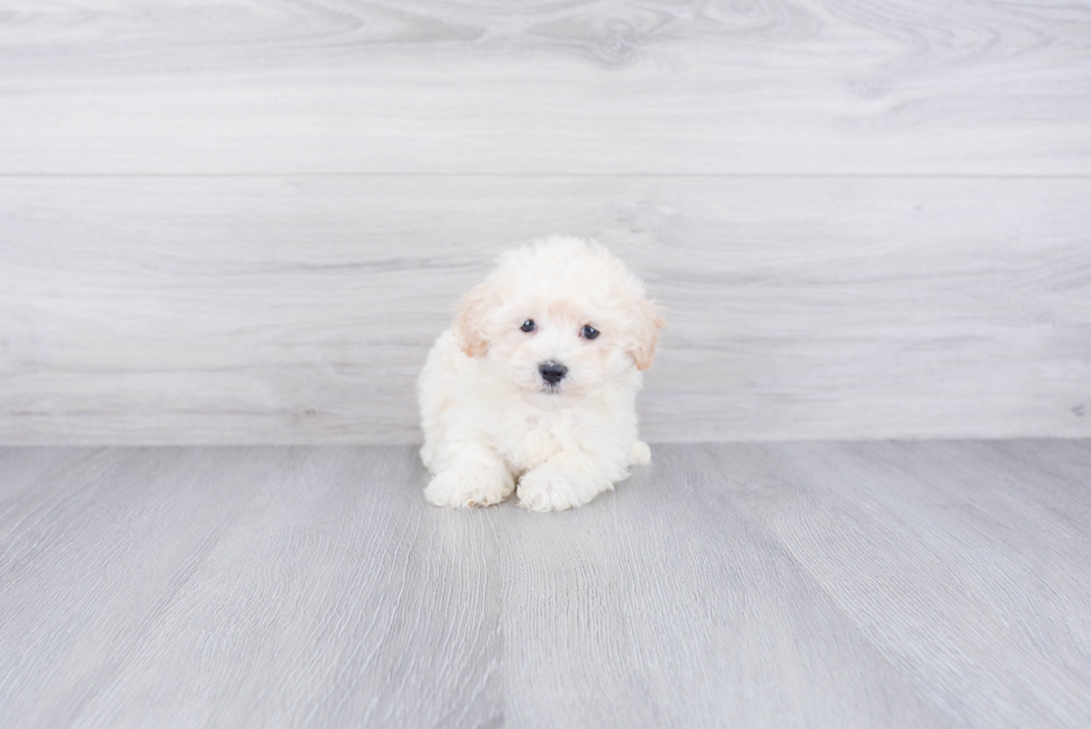 Friendly Maltipoo Baby