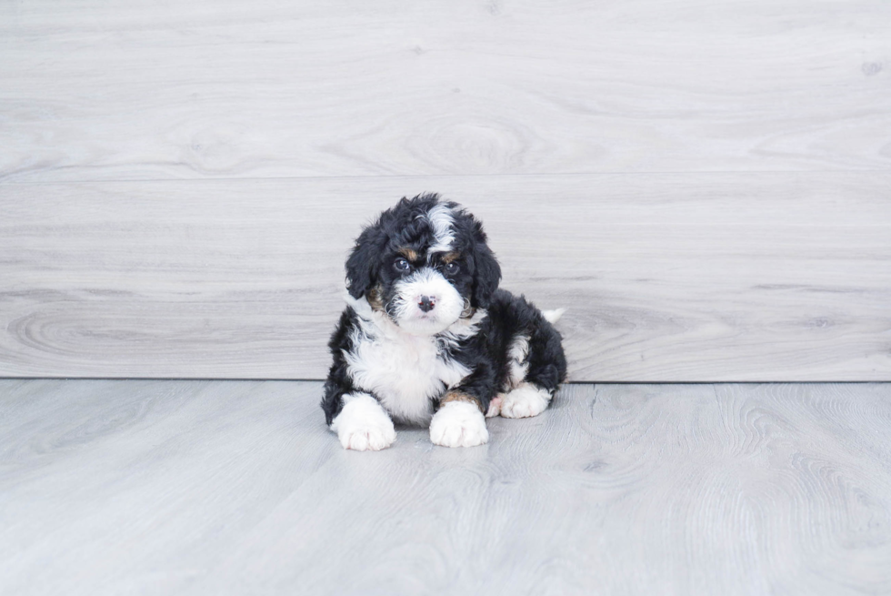 Mini Bernedoodle Pup Being Cute