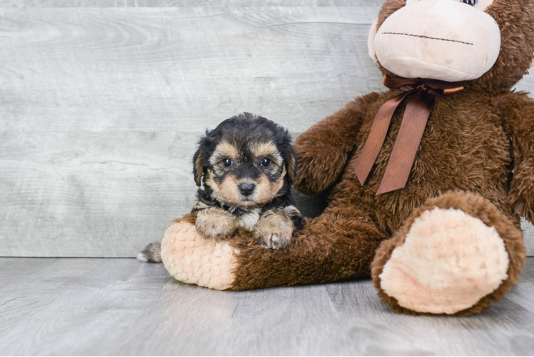 Morkie Pup Being Cute