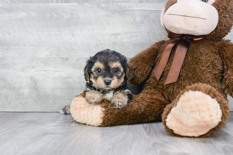 Morkie Pup Being Cute