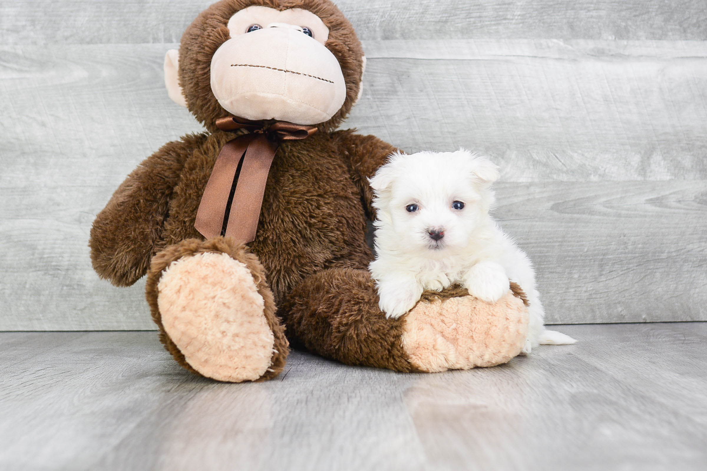 Best Maltese Baby