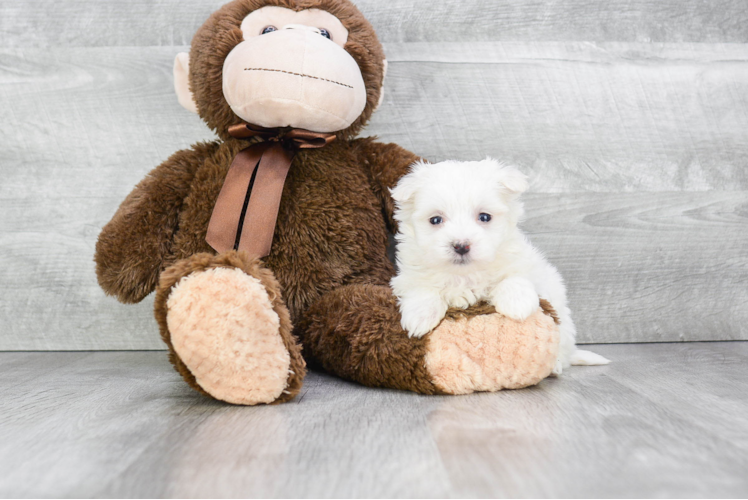 Best Maltese Baby
