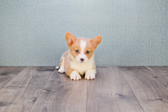 Welsh Corgi Pup Being Cute