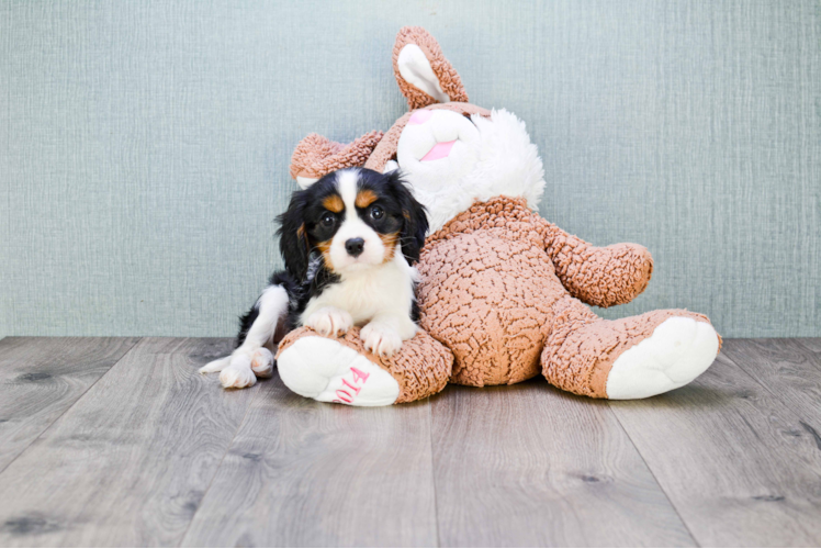 Cute Cavalier King Charles Spaniel Purebred Puppy