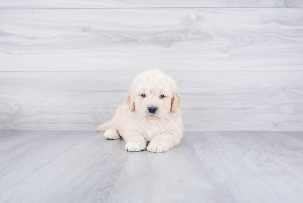 Mini Goldendoodle Pup Being Cute