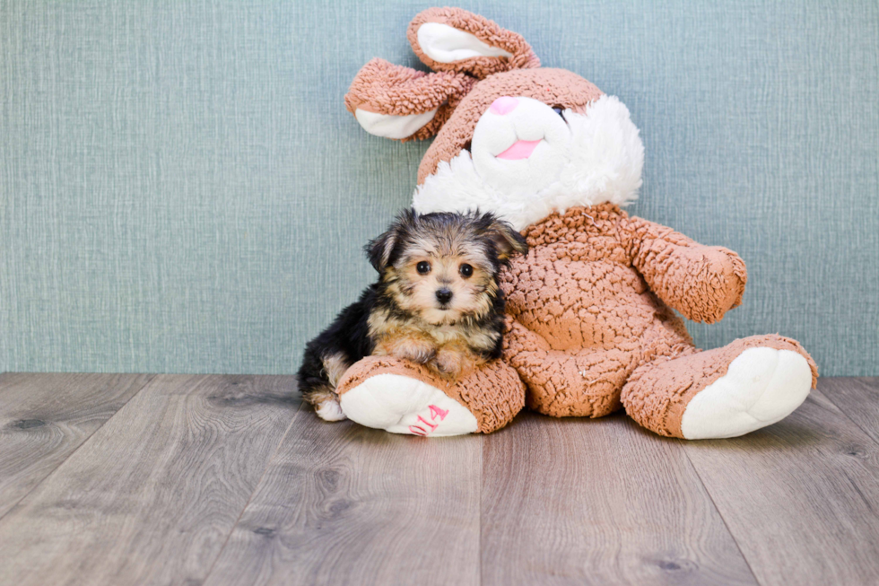 Morkie Pup Being Cute